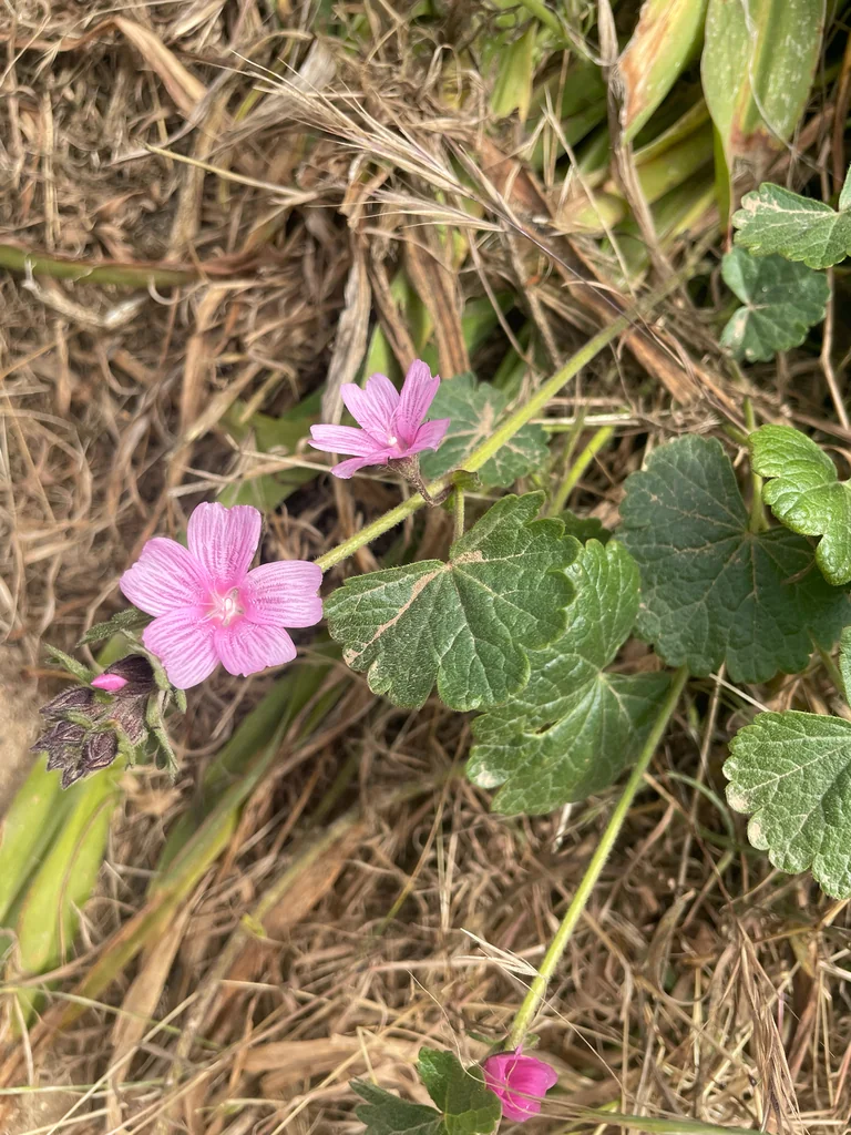 Sidalcea Malviflora