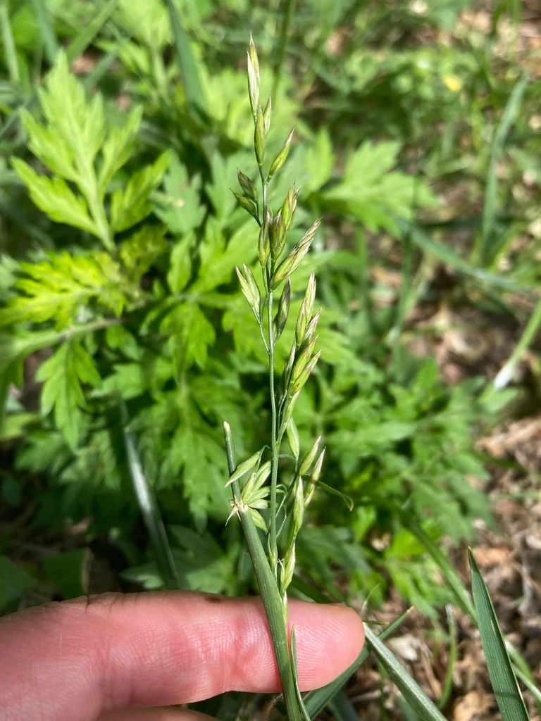 Festuca arundinacea