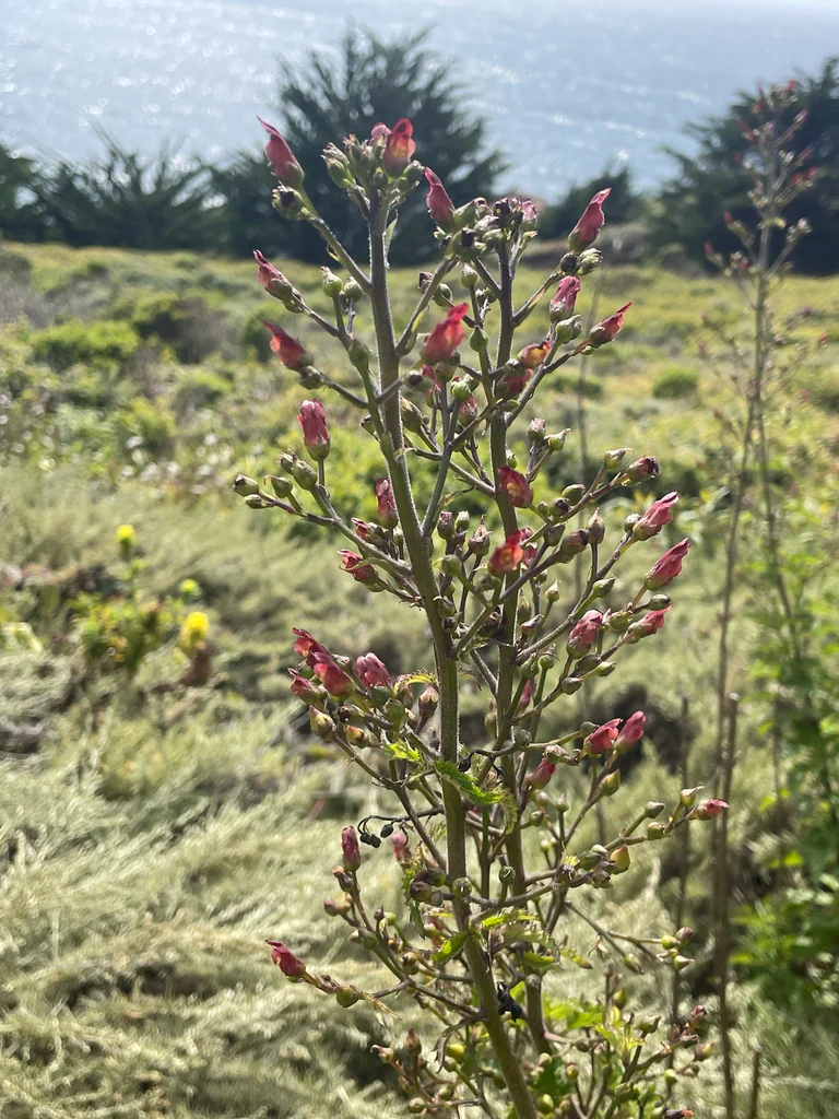 Scrophularia Californica