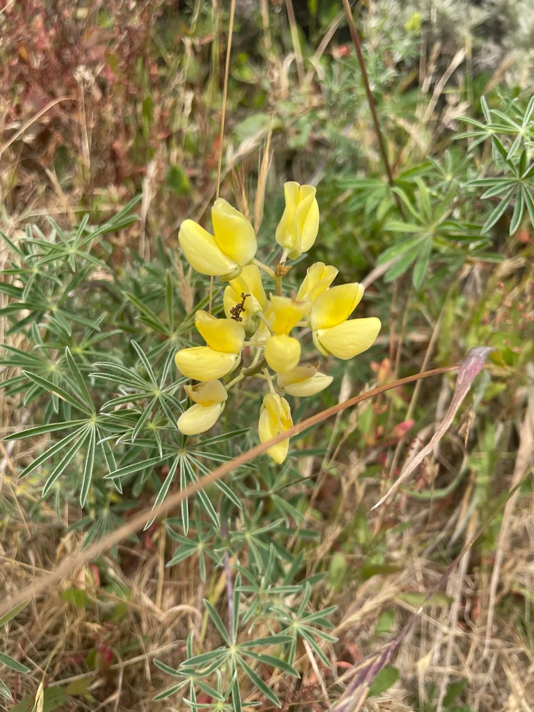 Lupinus Arboreus