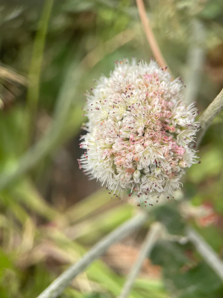 Eriogonum latifolium