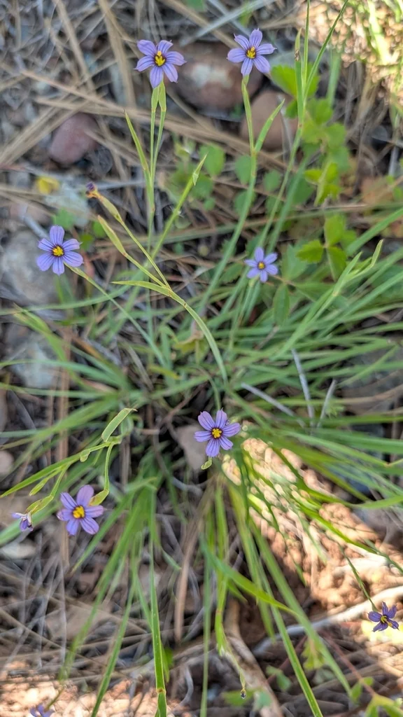 Sisyrinchium Bellum