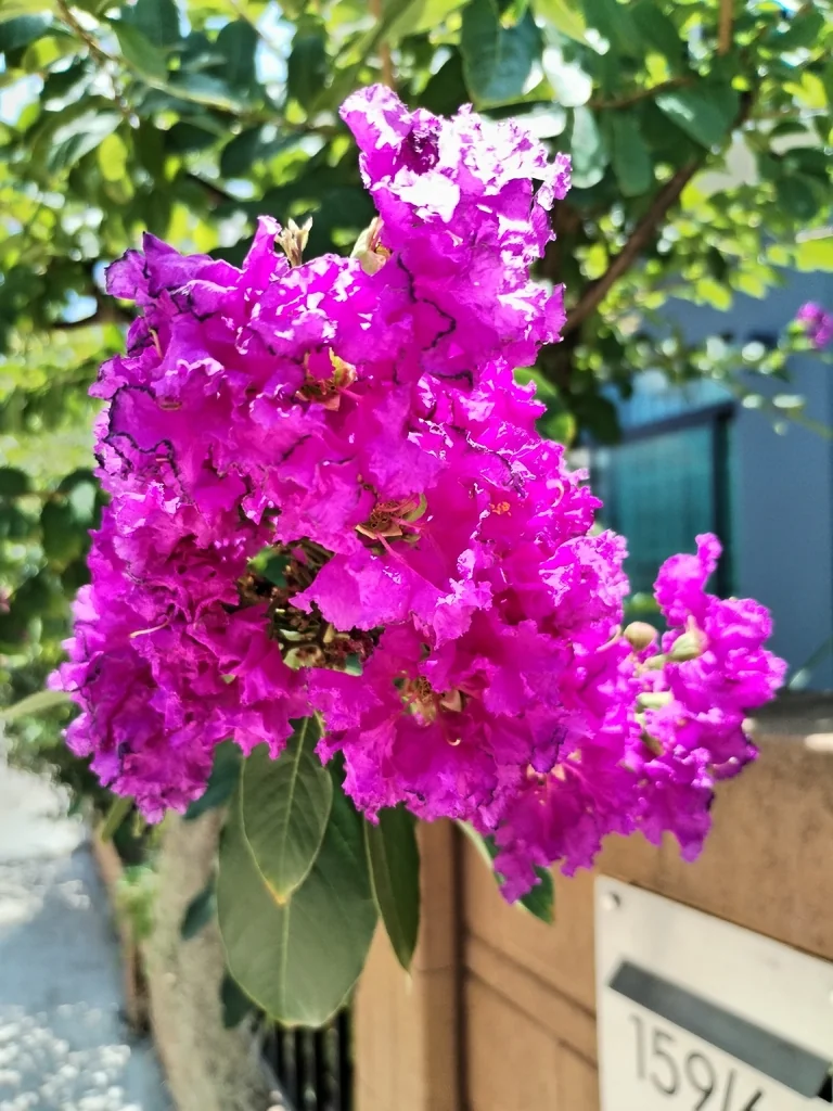 Lagerstroemia indica