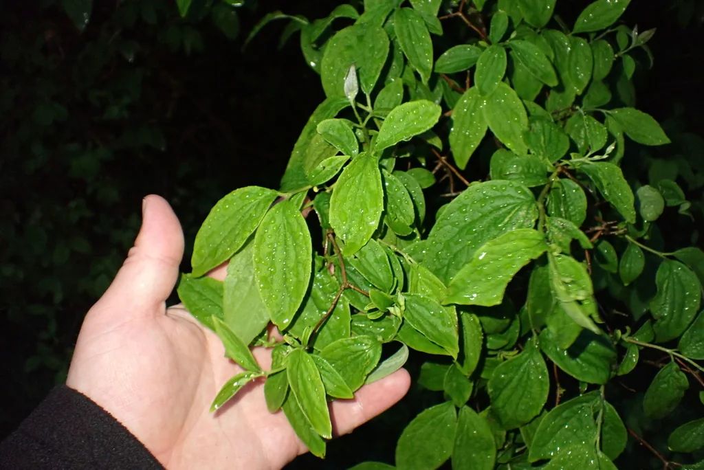 Philadelphus Coronarius
