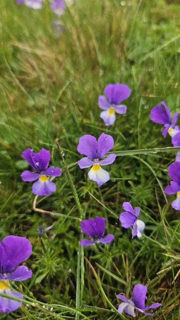Viola Tricolor