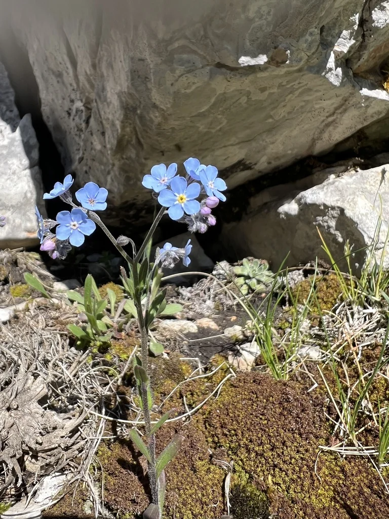 Myosotis Alpestris