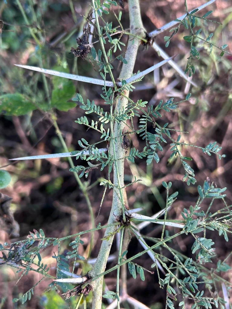 Acacia Xanthophloea