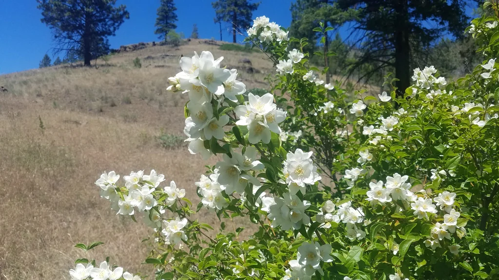 Philadelphus Lewisii