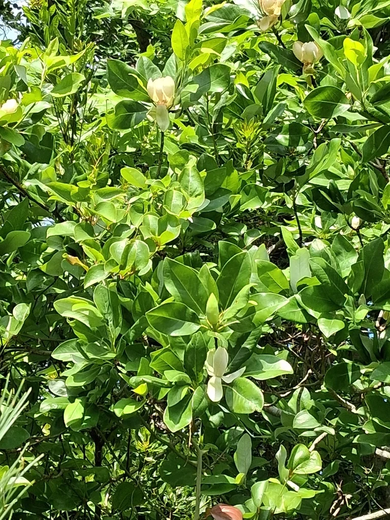 Magnolia Virginiana
