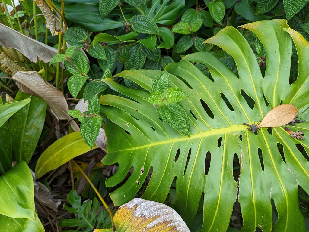 Monstera deliciosa