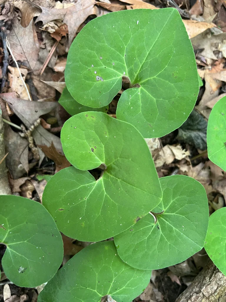 Asarum Canadense