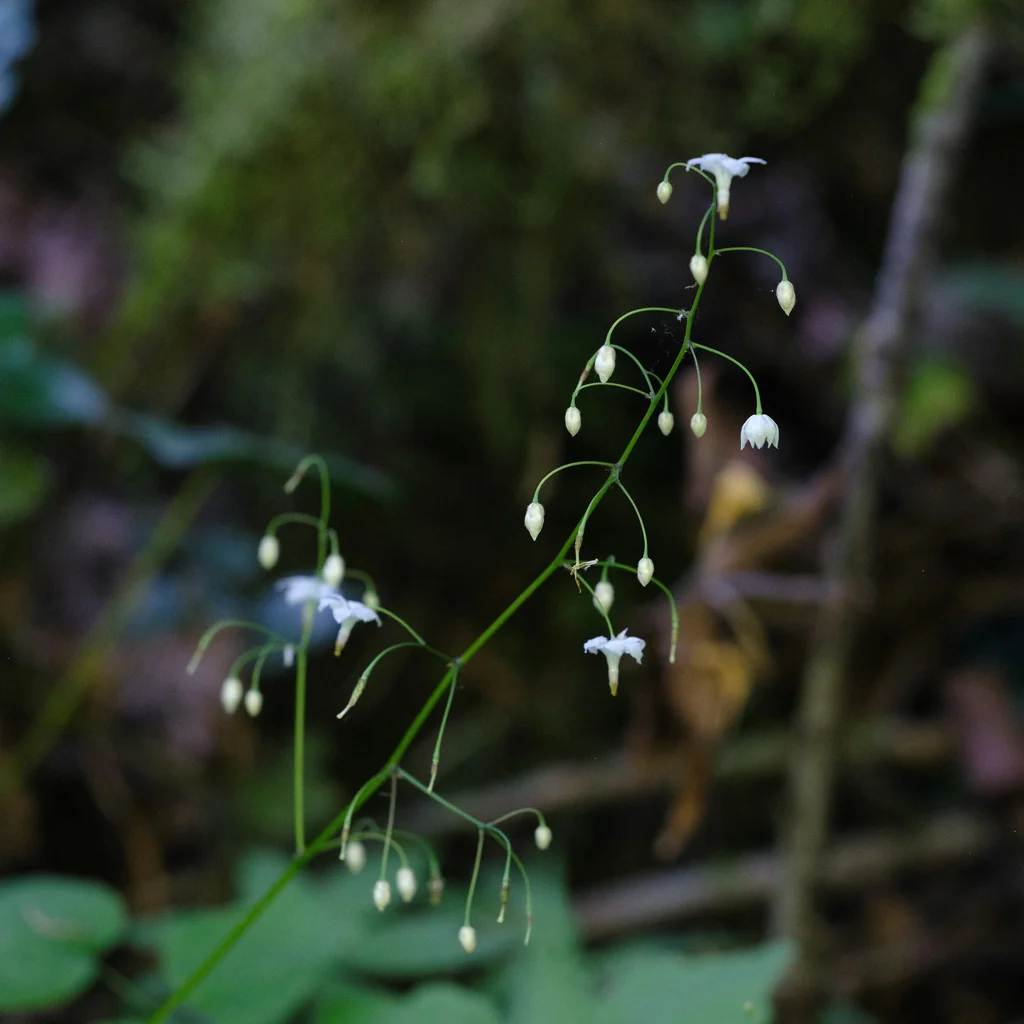 Vancouveria Hexandra