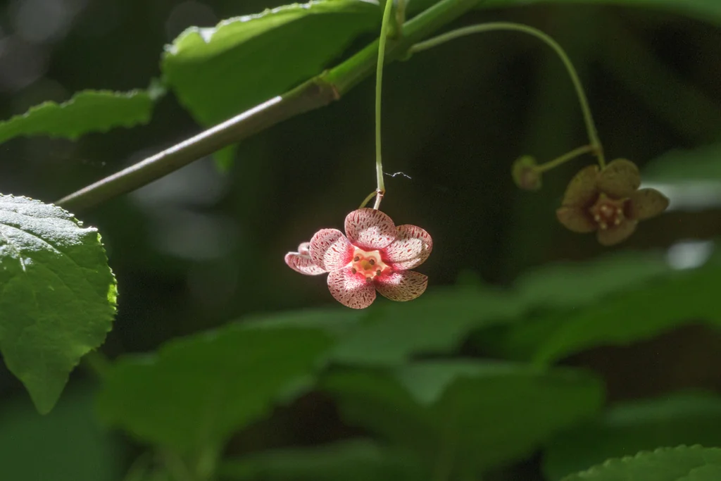 Euonymus Occidentalis