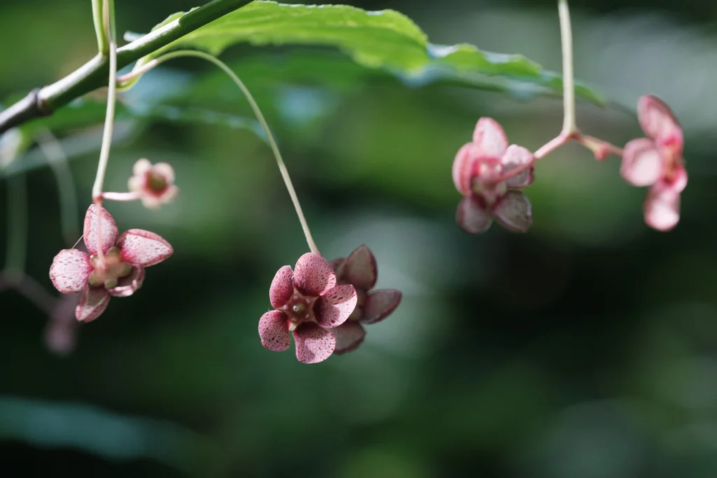Euonymus Occidentalis