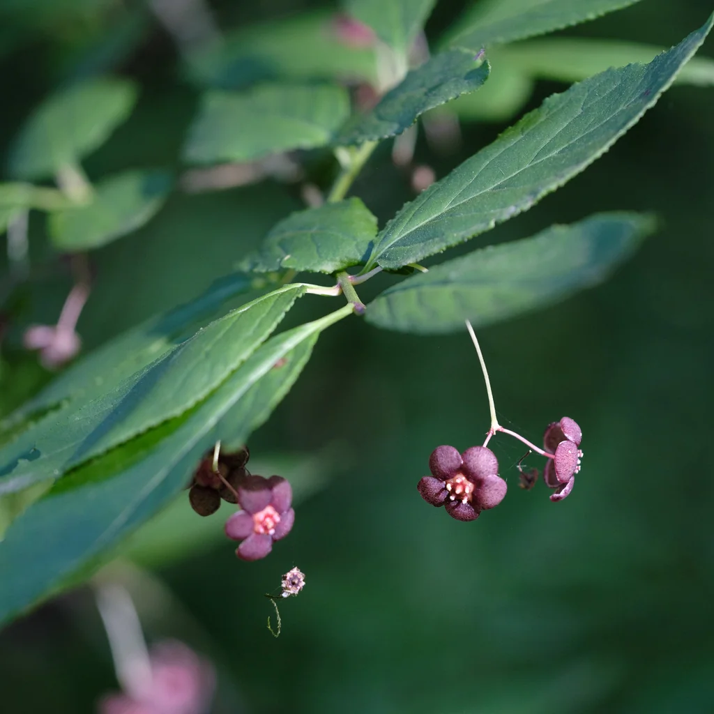 Euonymus Occidentalis