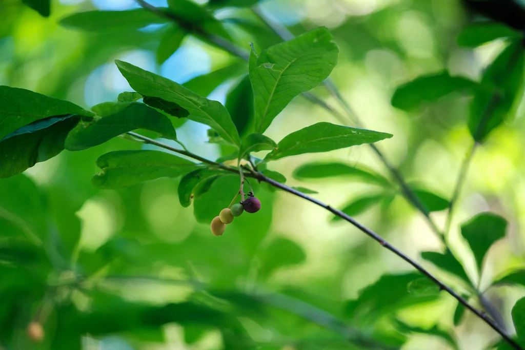 Oemleria Cerasiformis