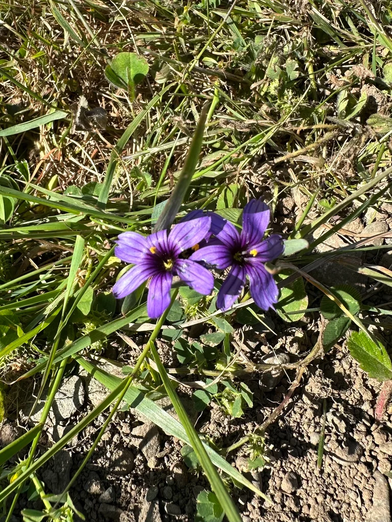Sisyrinchium Bellum