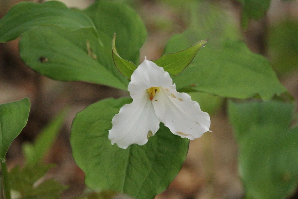 Trillium Grandiflorum