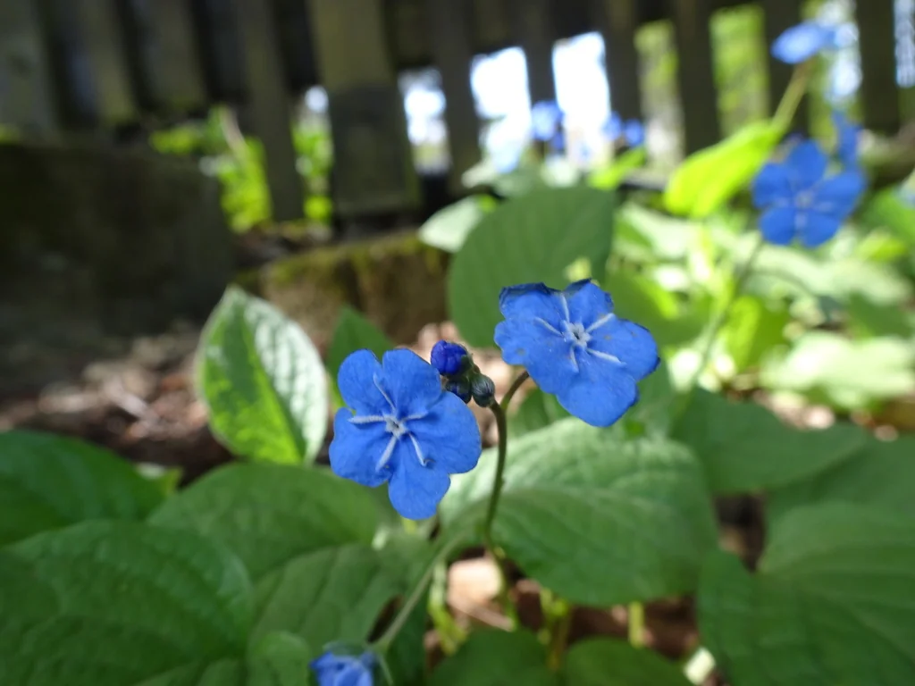 Omphalodes Verna