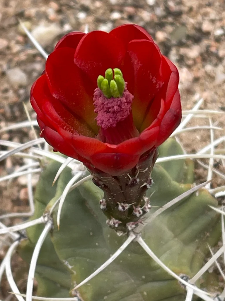 Echinocereus Triglochidiatus