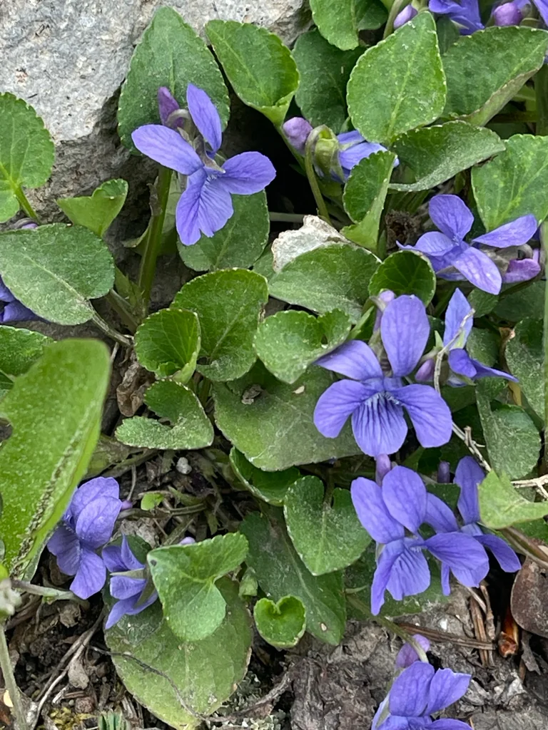 Viola Adunca