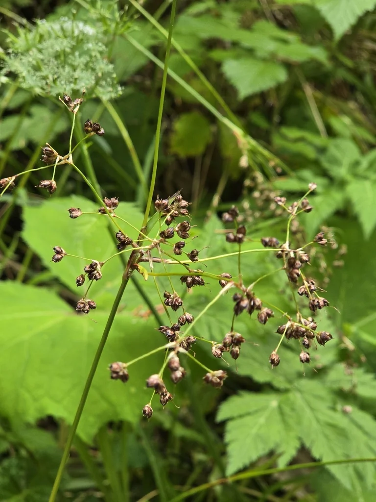 Luzula Sylvatica