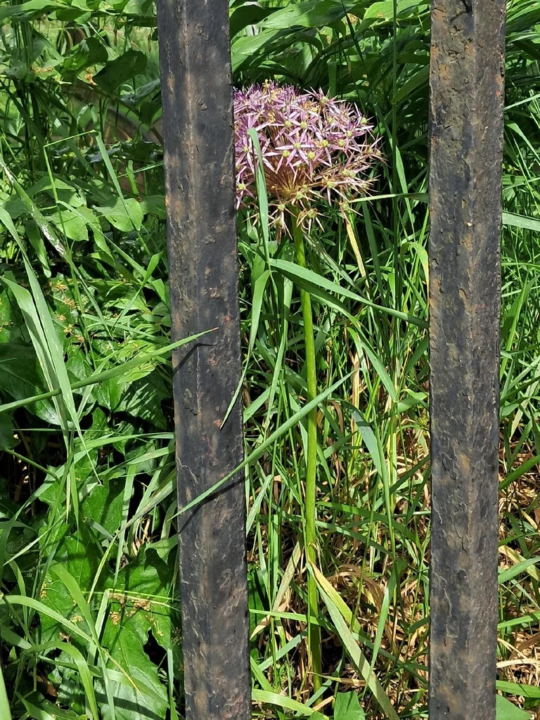 Allium Cristophii