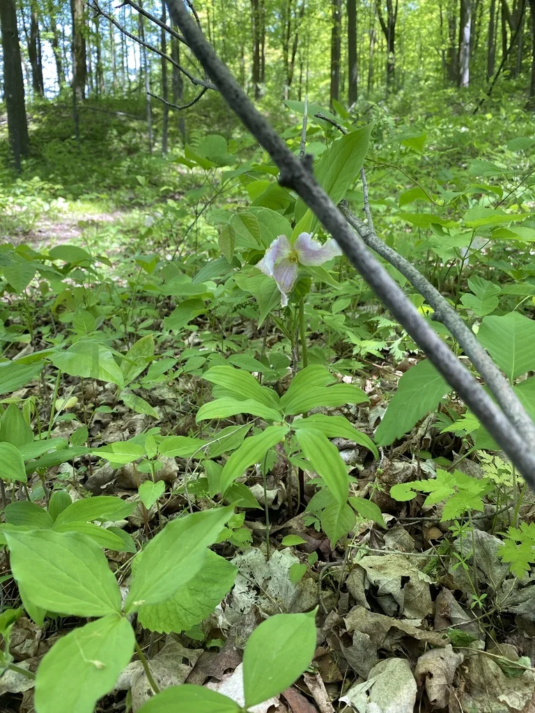 Trillium Grandiflorum