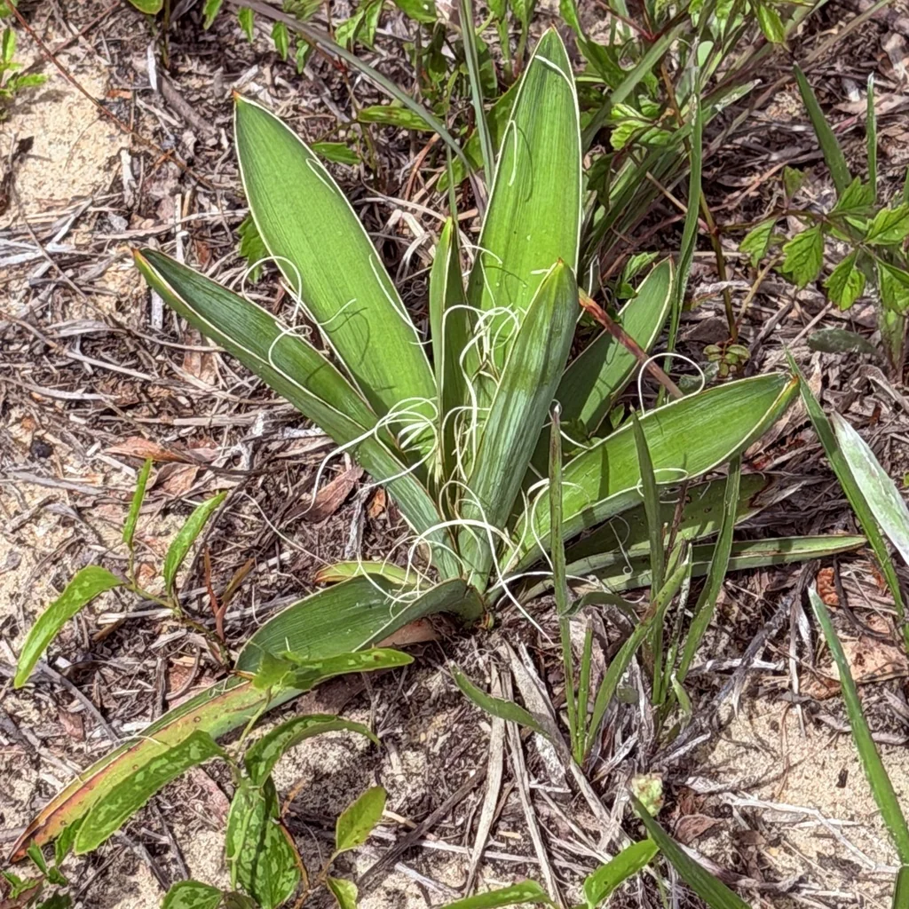 Yucca Filamentosa