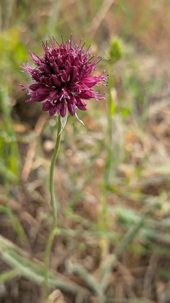 Allium Sphaerocephalon
