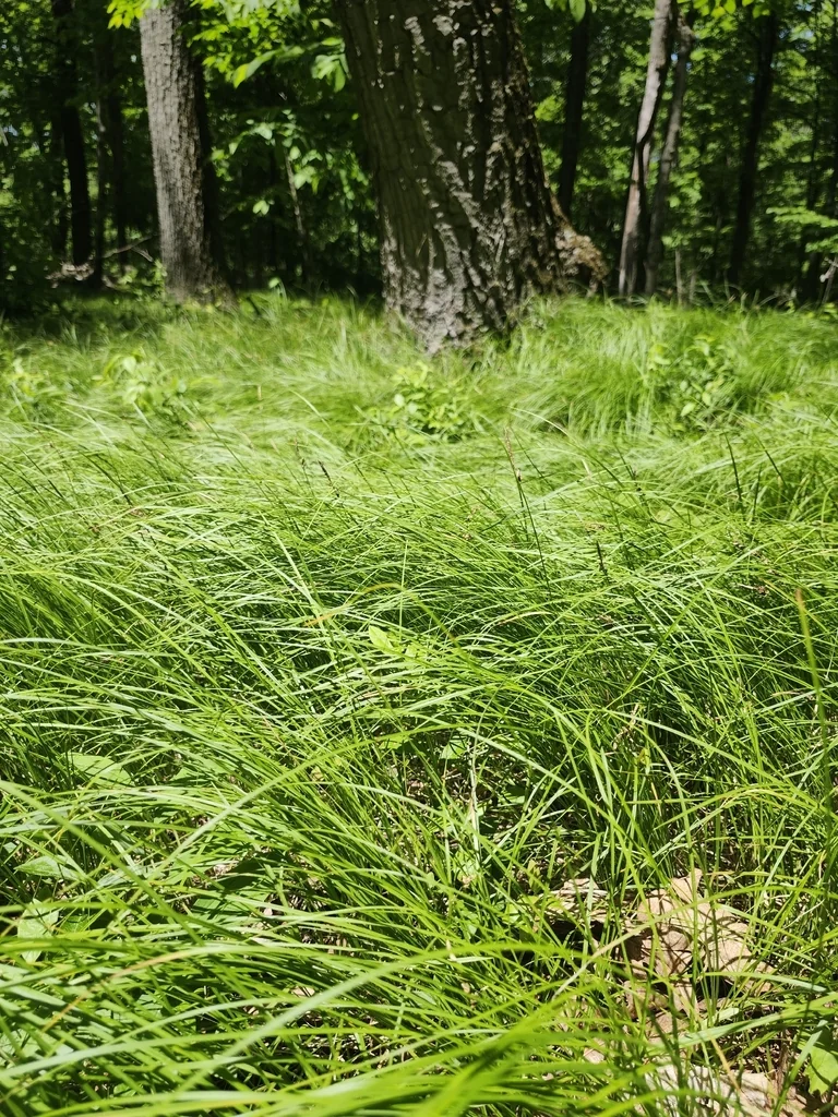 Carex Pensylvanica