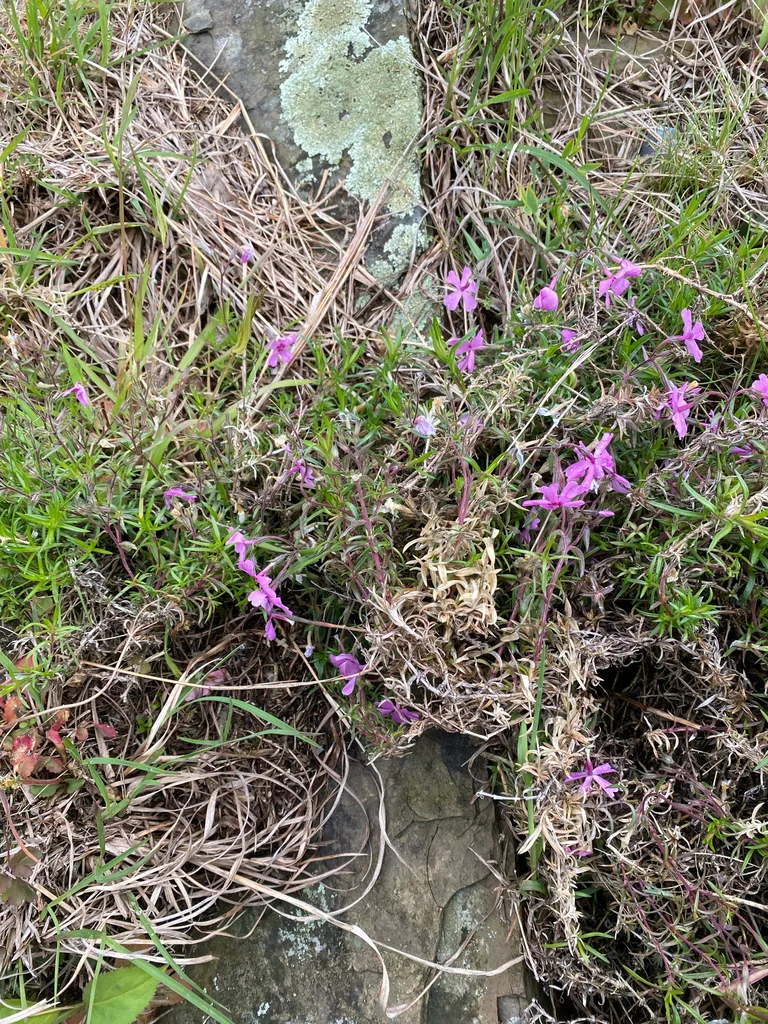 Phlox Subulata