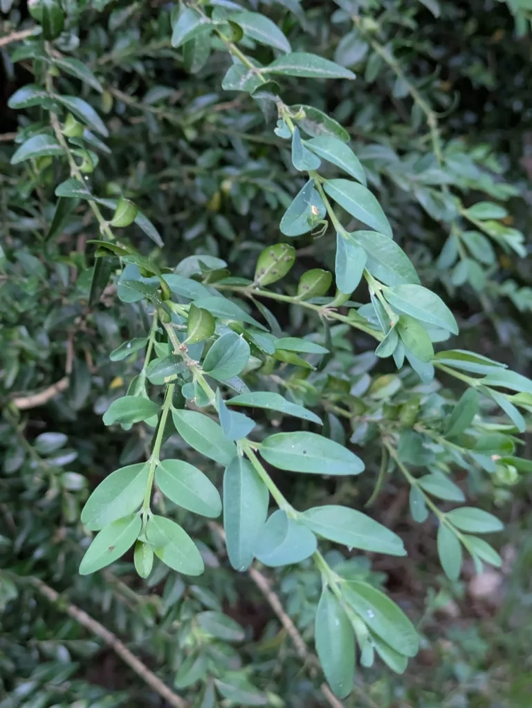 Buxus sempervirens
