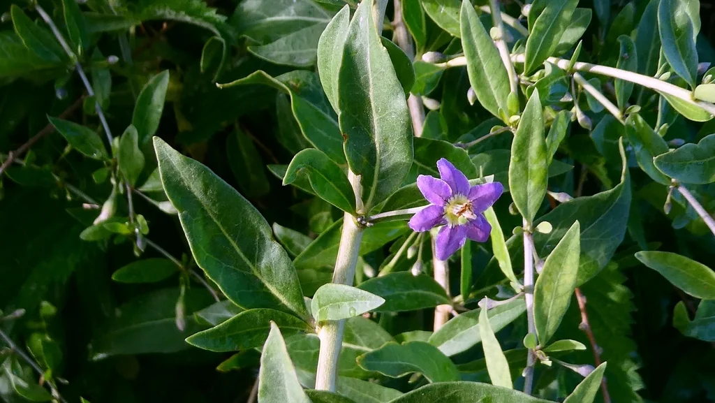 Lycium Barbarum