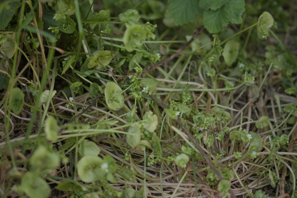 Claytonia Perfoliata