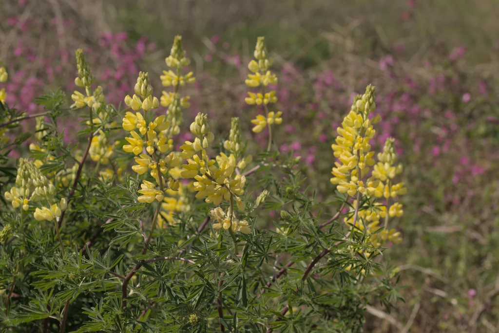 Lupinus Arboreus