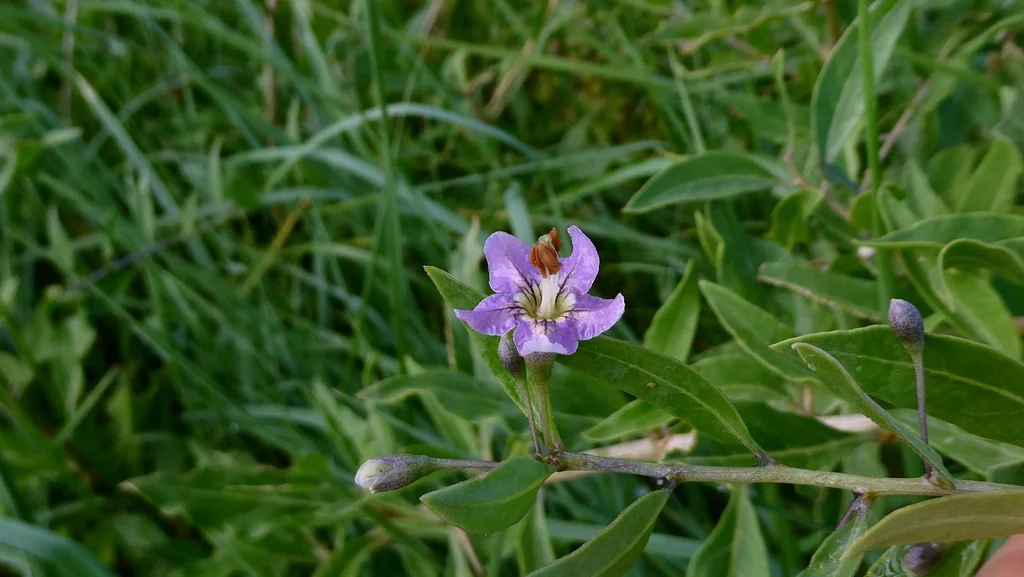 Lycium Barbarum
