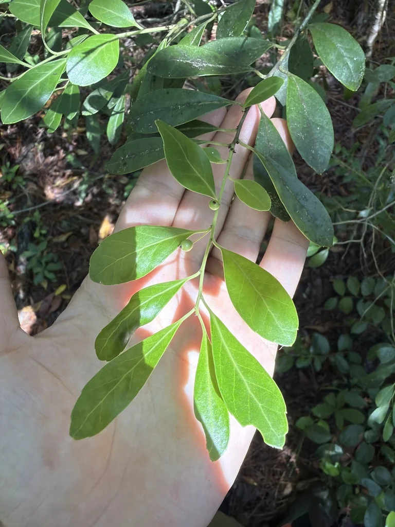 Ilex glabra