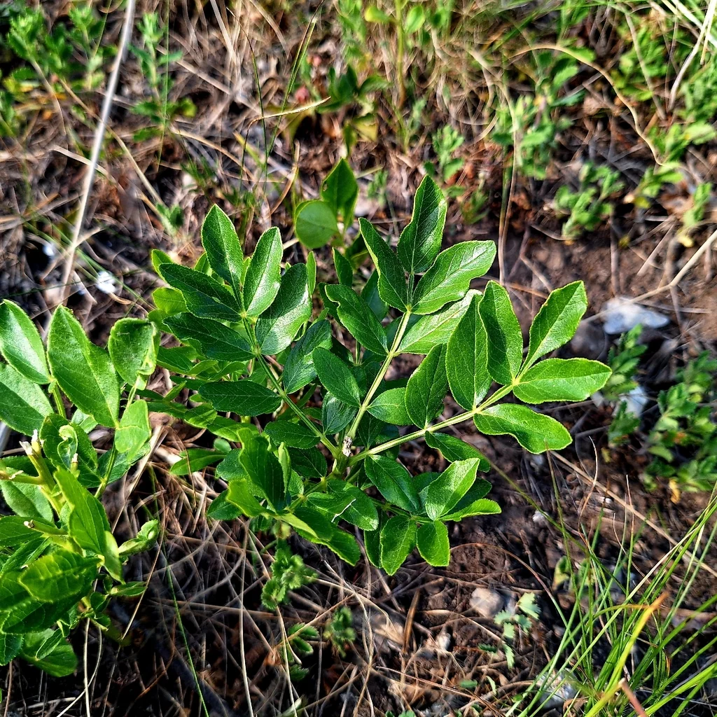 Dictamnus Albus