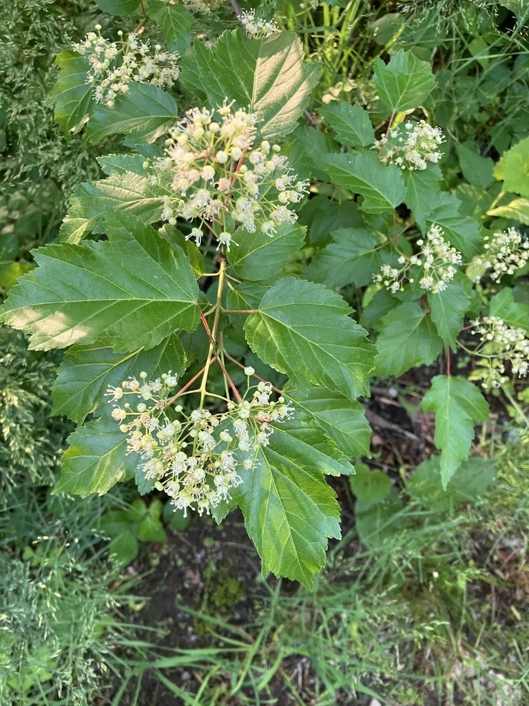 Acer Ginnala