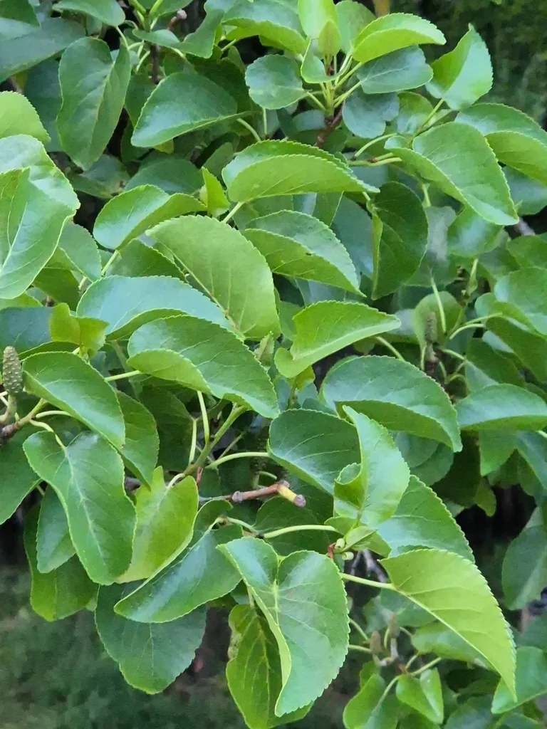 Alnus Cordata