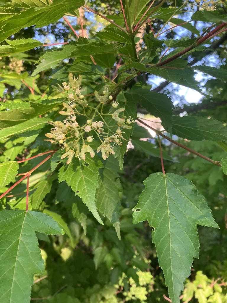 Acer Ginnala