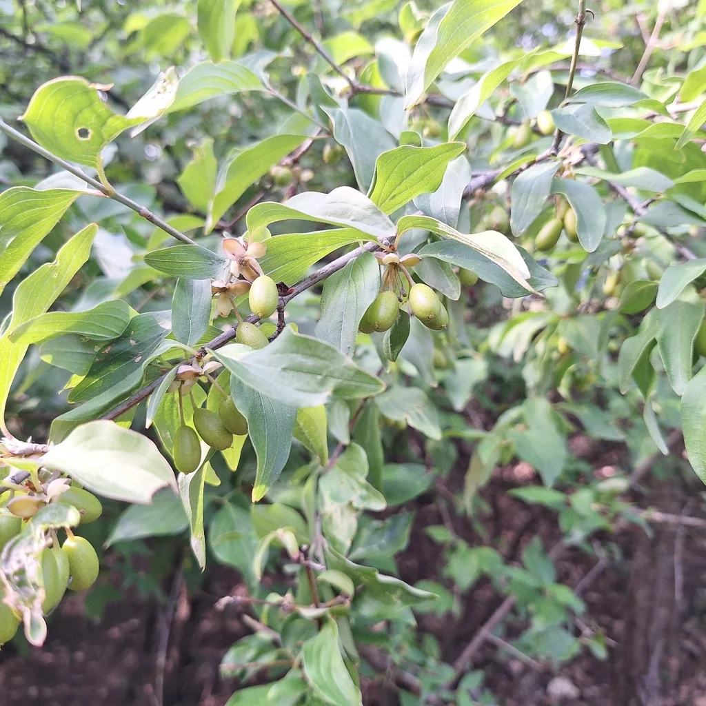 Cornus Mas