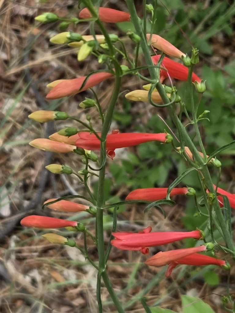 Penstemon barbatus