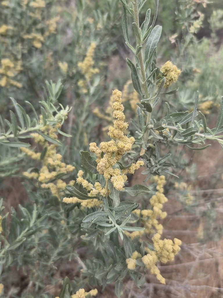 Atriplex Canescens