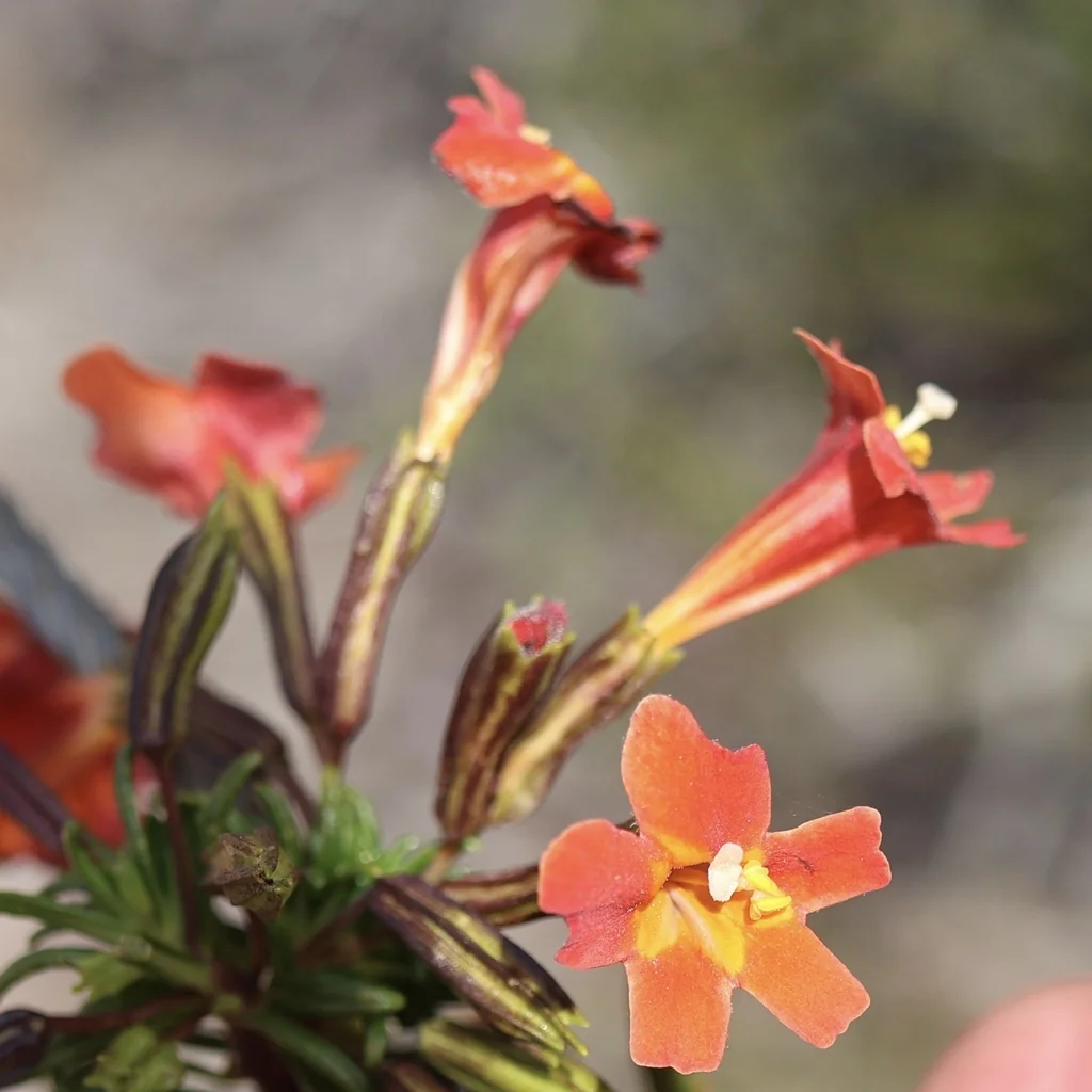 Mimulus Puniceus