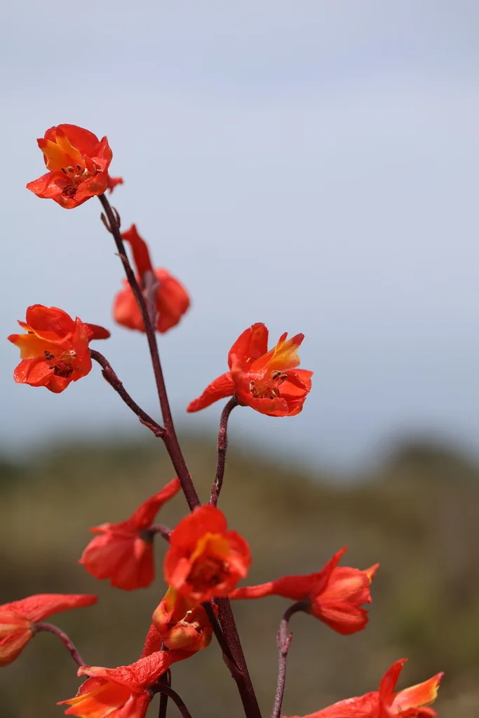Delphinium Cardinale