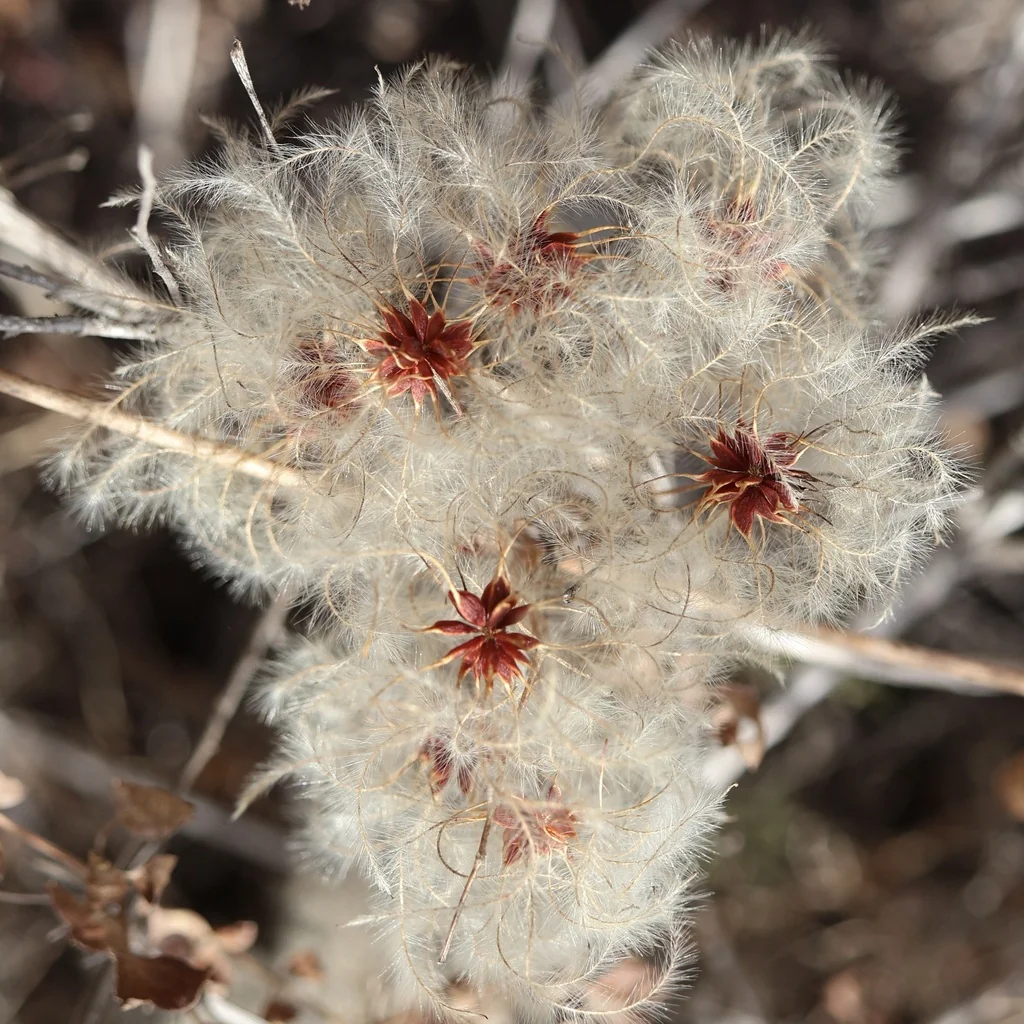 Clematis Pauciflora