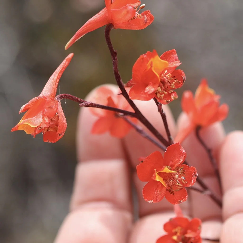 Delphinium Cardinale