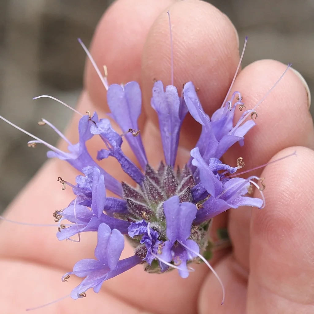 Salvia Clevelandii